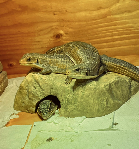 Sudan Plated Lizards (Ziggy, Nunu & Jekyll)